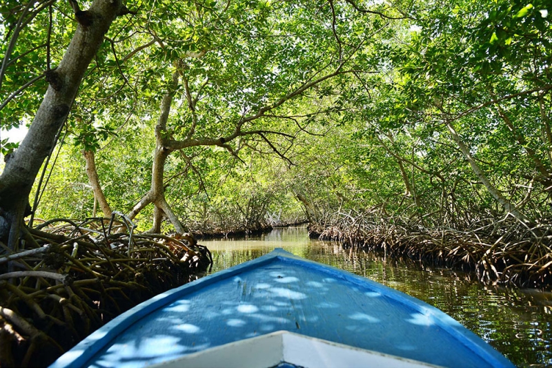 Roatan Mangrove Tour – East End Adventure