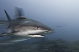 Roatan Shark Dive – Waihuka