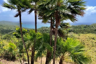 Roatan Peak Hiking Tour – Picacho Hill Adventure
