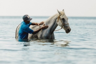 Roatan Horseback Riding – Beach, Jungle & Resort Pass