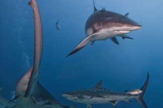 Roatan Shark Dive – Waihuka