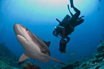 Roatan Shark Dive – Waihuka