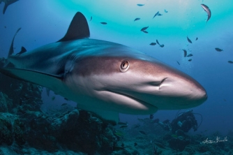 Roatan Shark Dive – Waihuka