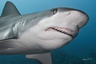 Roatan Shark Dive – Waihuka