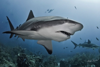 Roatan Shark Dive – Waihuka