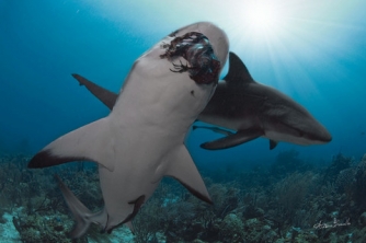 Roatan Shark Dive – Waihuka