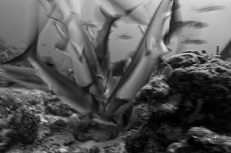 Roatan Shark Dive – Waihuka