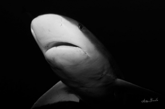 Roatan Shark Dive – Waihuka