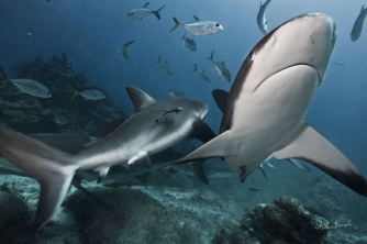 Roatan Shark Dive – Waihuka