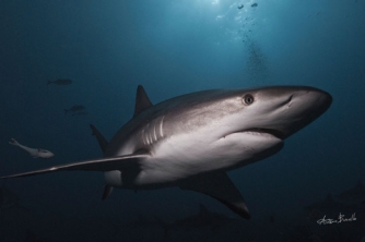 Roatan Shark Dive – Waihuka