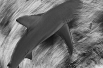 Roatan Shark Dive – Waihuka