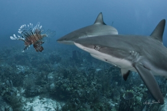 Roatan Shark Dive – Waihuka