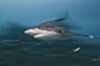 Roatan Shark Dive – Waihuka