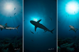 Roatan Shark Dive – Waihuka