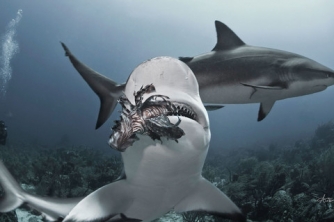 Roatan Shark Dive – Waihuka
