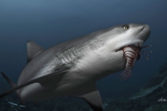Roatan Shark Dive – Waihuka