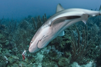 Roatan Shark Dive – Waihuka