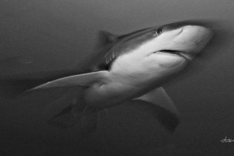 Roatan Shark Dive – Waihuka