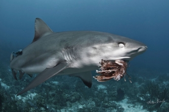 Roatan Shark Dive – Waihuka