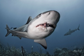 Roatan Shark Dive – Waihuka