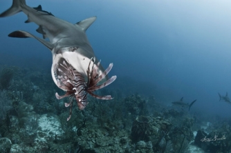 Roatan Shark Dive – Waihuka