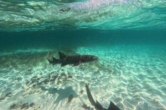 Roatan Nurse Shark Snorkeling Tour with Lunch