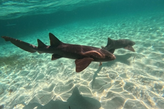 Roatan Nurse Shark Snorkeling Tour with Lunch