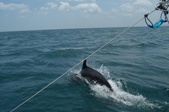 Roger’s Cat Catamaran – Roatan Snorkeling Cruise