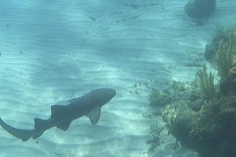 Roatan Nurse Shark Snorkeling Tour with Lunch