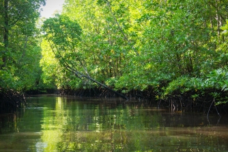 Roatan Mangrove Tour – East End Adventure