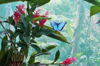 Mayan Eden Zipline – Roatan Eco Park Adventure