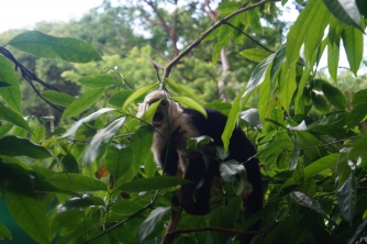 Mayan Eden Zipline – Roatan Eco Park Adventure