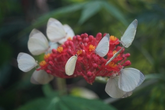 Mayan Eden Zipline – Roatan Eco Park Adventure