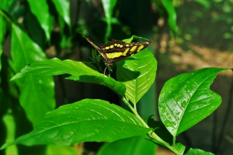 Mayan Eden Zipline – Roatan Eco Park Adventure