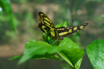 Mayan Eden Zipline – Roatan Eco Park Adventure