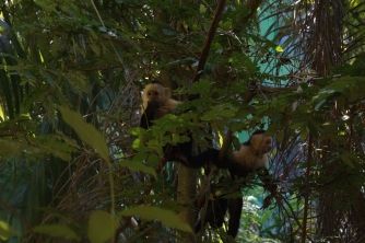 Mayan Eden Zipline – Roatan Eco Park Adventure