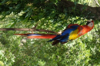Mayan Eden Zipline – Roatan Eco Park Adventure