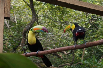 Mayan Eden Zipline – Roatan Eco Park Adventure
