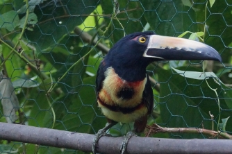 Mayan Eden Zipline – Roatan Eco Park Adventure