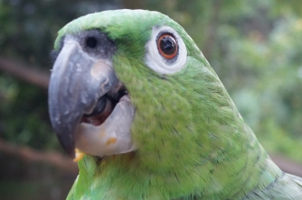 Mayan Eden Zipline – Roatan Eco Park Adventure
