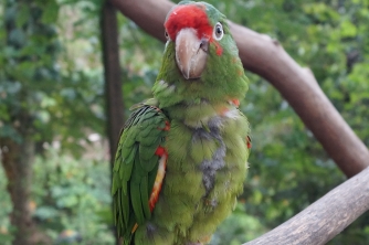 Mayan Eden Zipline – Roatan Eco Park Adventure