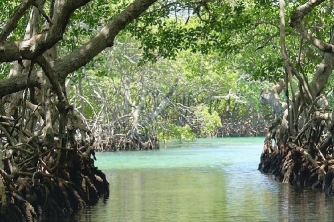 Roatan Mangrove Tour – East End Adventure