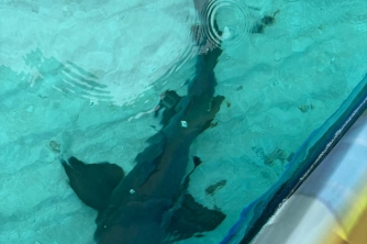 Roatan Nurse Shark Snorkeling Tour with Lunch