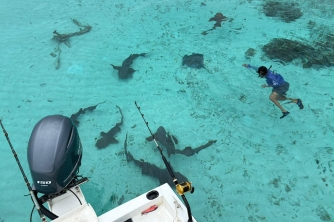 Roatan Nurse Shark Snorkeling Tour with Lunch