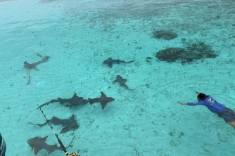Roatan Nurse Shark Snorkeling Tour with Lunch