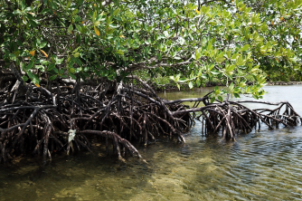 Roatan Mangrove Tour – East End Adventure