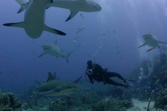Roatan Shark Dive – Waihuka
