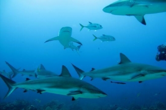 Roatan Shark Dive – Waihuka