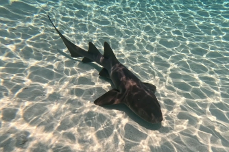 Roatan Nurse Shark Snorkeling Tour with Lunch