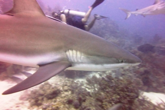 Roatan Shark Dive – Waihuka